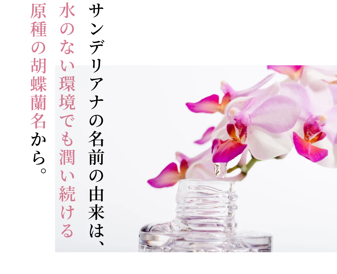 サンデリアナの名前の由来は、水のない環境でも潤い続ける原種の胡蝶蘭名から。